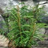 Kép 2/6 - Calliandra surinamensis ‘Dixie Pink’ / Balkon selyemakác