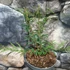 Kép 3/6 - Calliandra surinamensis ‘Dixie Pink’ / Balkon selyemakác