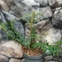Kép 4/6 - Calliandra surinamensis ‘Dixie Pink’ / Balkon selyemakác