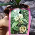 Kép 4/4 - Osmanthus krémfehér virágú illatcserje