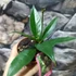 Kép 3/4 - Osmanthus krémfehér virágú illatcserje