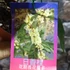 Kép 5/5 - Osmanthus fehér virágú illatcserje