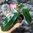 Kép 2/5 - Osmanthus fehér virágú illatcserje