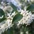 Kép 1/5 - Osmanthus fehér virágú illatcserje