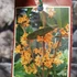 Kép 5/5 - Osmanthus narancs virágú illatcserje