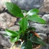 Kép 3/5 - Osmanthus narancs virágú illatcserje