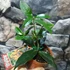 Kép 2/5 - Osmanthus narancs virágú illatcserje