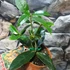 Kép 4/5 - Osmanthus narancs virágú illatcserje