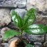 Kép 2/5 - Osmanthus sötét narancs virágú illatcserje
