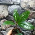 Kép 3/5 - Osmanthus sötét narancs virágú illatcserje