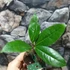 Kép 5/5 - Osmanthus sötét narancs virágú illatcserje
