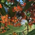 Kép 1/5 - Osmanthus sötét narancs virágú illatcserje