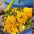 Kép 3/4 - Osmanthus sárga virágú illatcserje