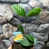 Kép 2/4 - Osmanthus sárga virágú illatcserje