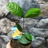 Kép 4/4 - Osmanthus sárga virágú illatcserje