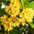 Kép 1/4 - Osmanthus sárga virágú illatcserje