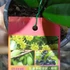 Kép 4/4 - Osmanthus krémsárga virágú illatcserje