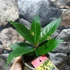 Kép 3/4 - Osmanthus krémsárga virágú illatcserje