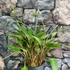 Kép 2/13 - Drimiopsis Speciosa, anyanövények