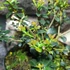 Kép 5/7 - Osmanthus delavayi - aprólevelű illatcserje