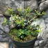 Kép 6/7 - Osmanthus delavayi - aprólevelű illatcserje