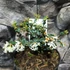 Kép 4/7 - Osmanthus delavayi - aprólevelű illatcserje
