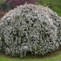 Kép 1/7 - Osmanthus delavayi - aprólevelű illatcserje
