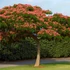 Kép 1/6 - Albizia julibrissin 'Ombrella'