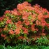 Kép 1/7 - Pieris japonica 'Mountain Fire' - babérhanga