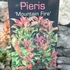 Kép 7/7 - Pieris japonica 'Mountain Fire' - babérhanga