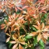 Kép 3/7 - Pieris japonica 'Mountain Fire' - babérhanga