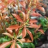 Kép 4/7 - Pieris japonica 'Mountain Fire' - babérhanga