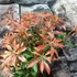 Kép 5/7 - Pieris japonica 'Mountain Fire' - babérhanga