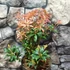 Kép 6/7 - Pieris japonica 'Mountain Fire' - babérhanga