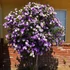 Kép 1/10 - Brunfelsia pauciflora - kevésvirágú brunfels-cserje