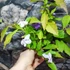 Kép 7/10 - Brunfelsia pauciflora - kevésvirágú brunfels-cserje