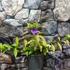 Kép 3/10 - Brunfelsia pauciflora - kevésvirágú brunfels-cserje