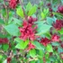 Kép 7/10 - Calycanthus floridus - illatos fűszercserje