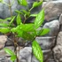 Kép 9/10 - Calycanthus floridus - illatos fűszercserje