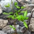 Kép 6/10 - Calycanthus floridus - illatos fűszercserje