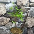 Kép 5/10 - Calycanthus floridus - illatos fűszercserje