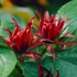 Kép 1/10 - Calycanthus floridus - illatos fűszercserje