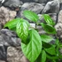 Kép 4/10 - Calycanthus floridus - illatos fűszercserje