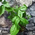 Kép 3/10 - Calycanthus floridus - illatos fűszercserje