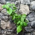 Kép 2/10 - Calycanthus floridus - illatos fűszercserje