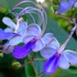 Kép 1/9 - Clerodendrum ugandense - Ugandai kékpillangóvirág