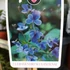 Kép 9/9 - Clerodendrum ugandense - Ugandai kékpillangóvirág