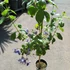 Kép 3/9 - Clerodendrum ugandense - Ugandai kékpillangóvirág