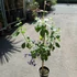 Kép 4/9 - Clerodendrum ugandense - Ugandai kékpillangóvirág