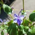Kép 6/9 - Clerodendrum ugandense - Ugandai kékpillangóvirág